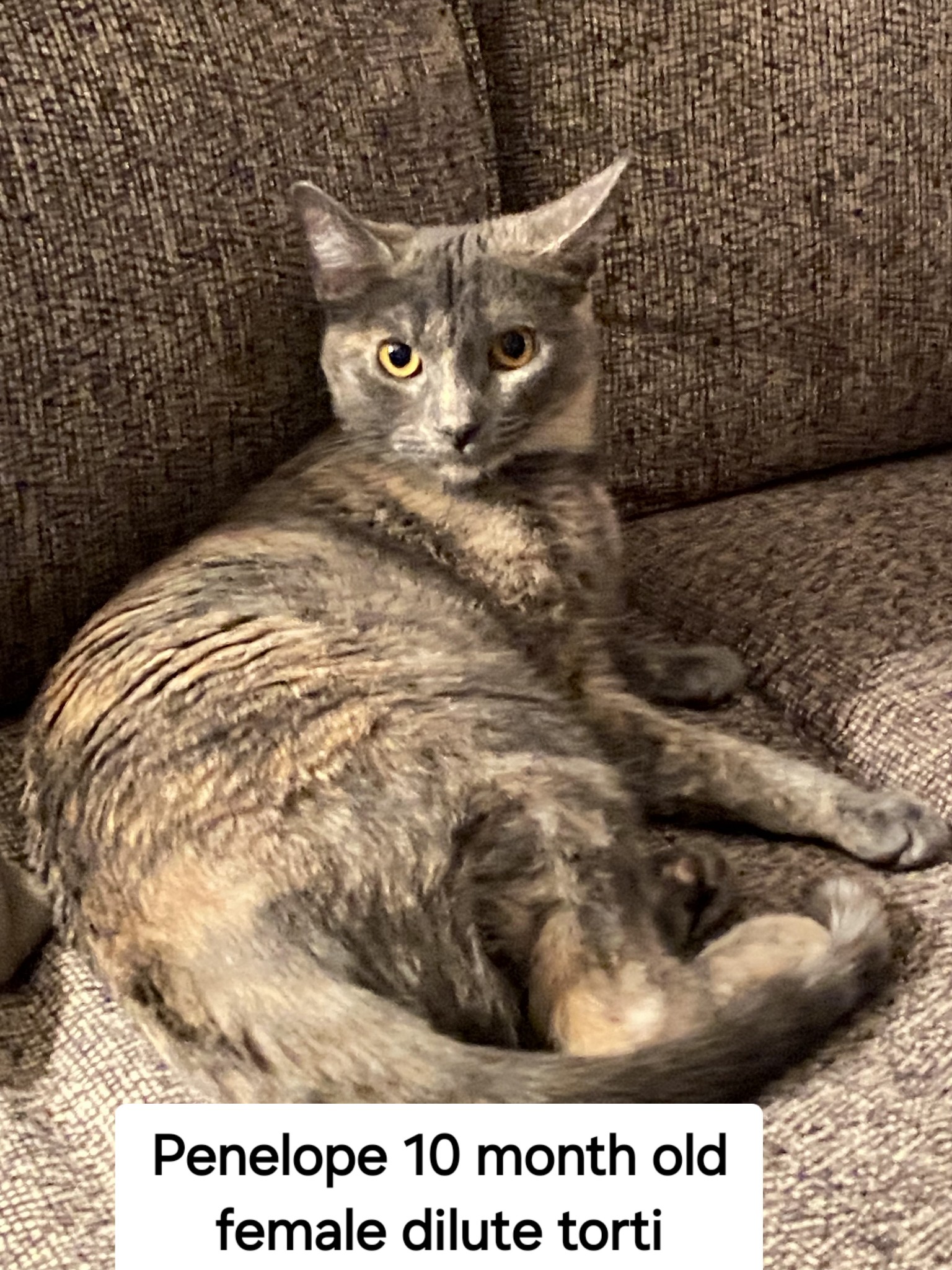 Penelope